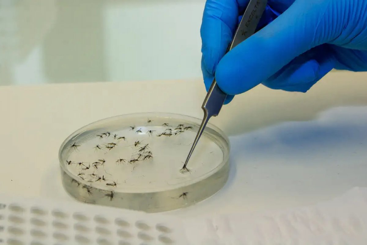 Viroma de mosquitos silvestres é investigado pela FioCruz