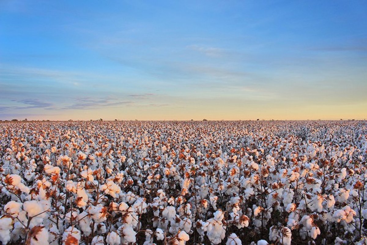 77,7% da área plantada da fibra do algodão no oeste da Bahia é sustentável 