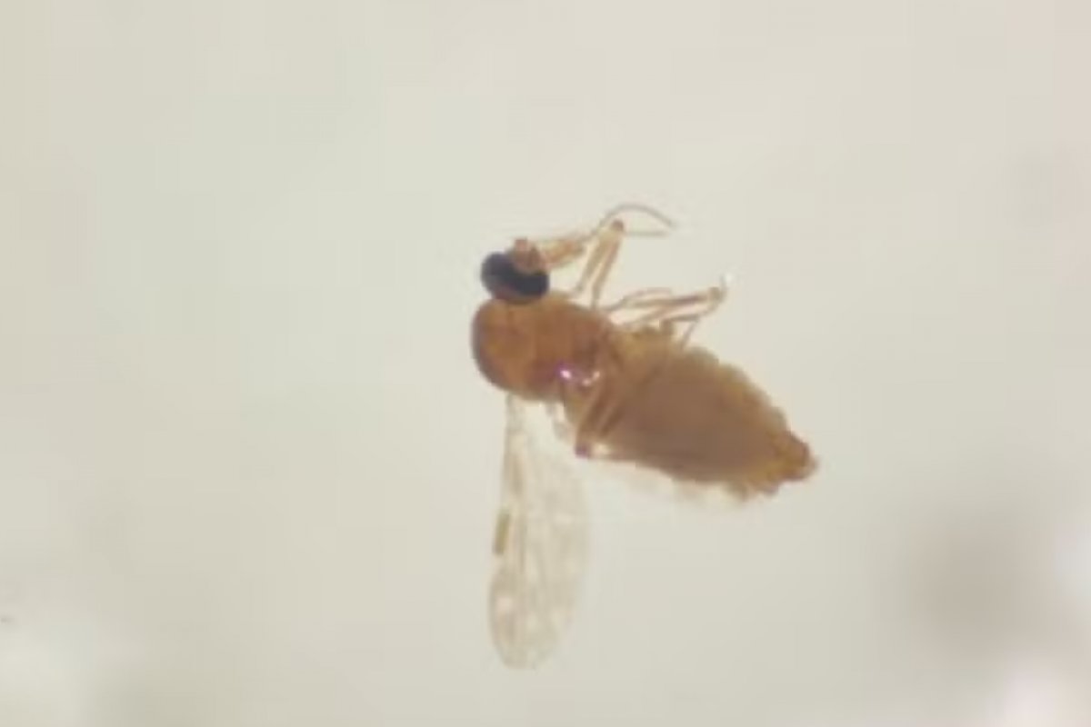 Nova linhagem do oropouche coincide com surto da febre na Amazônia, diz estudo
