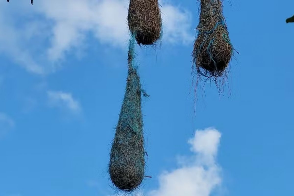 Poluição: pássaros constroem ninhos com lixo marinho no litoral do Amapá
