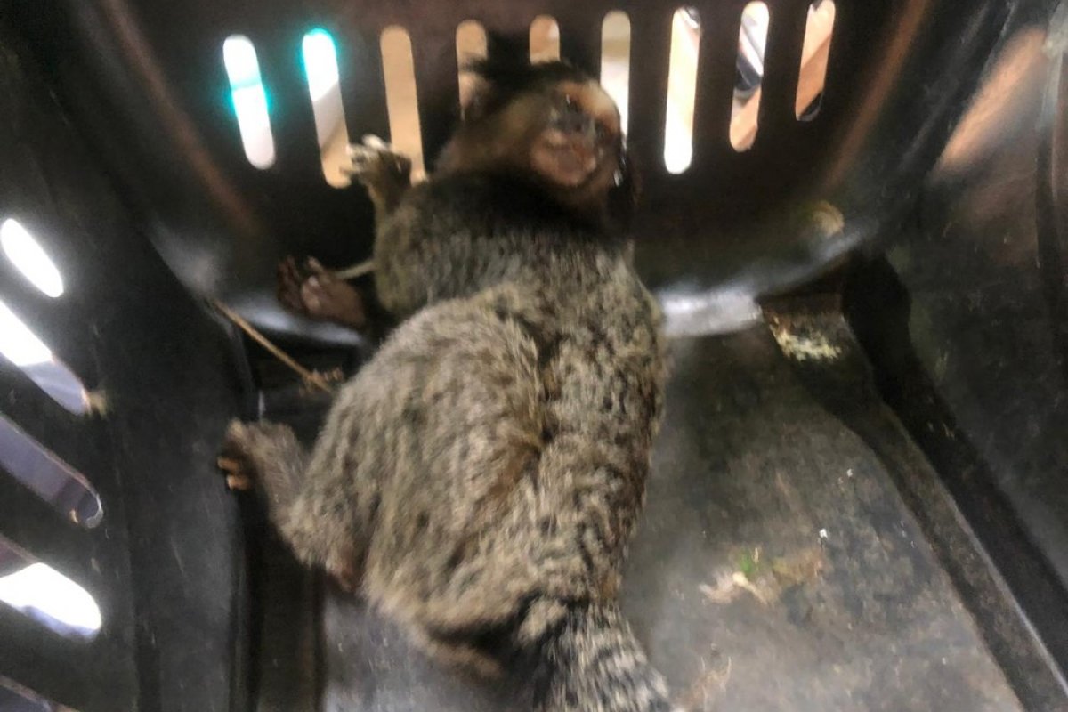 Sagui morre de traumatismo craniano após ser apedrejado por crianças