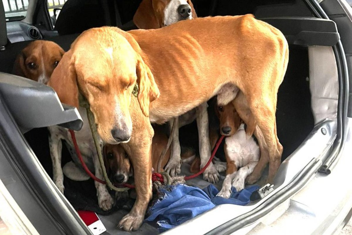 Homem procurado por homicídio é preso com cães maltratados na BR-101