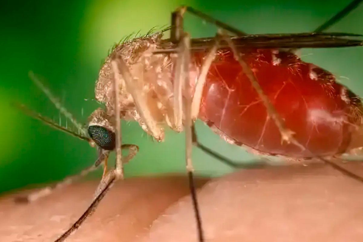 Opas eleva risco de febre do Oropouche nas Américas para alto
