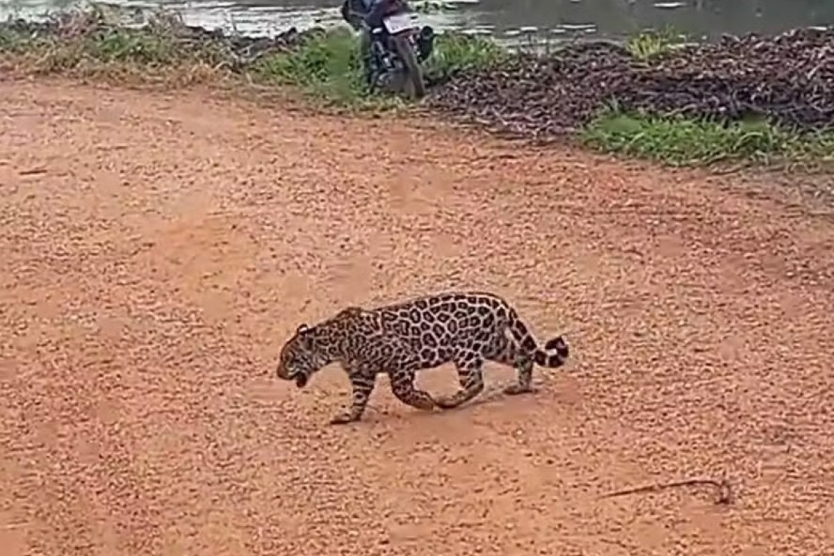 Filhote de onça-pintada atravessa ponte para fugir das chamas no Pantanal