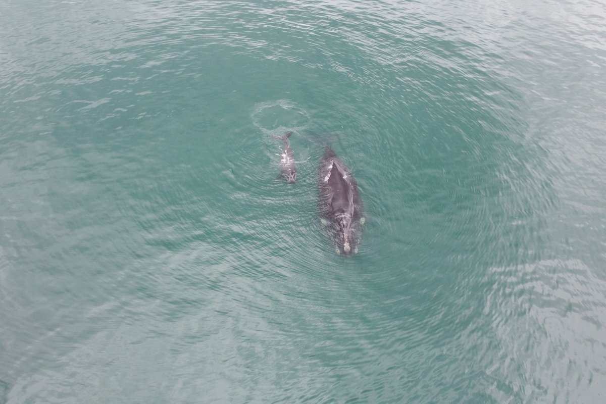 Vídeo: duas baleias são resgatadas no Porto de Salvador