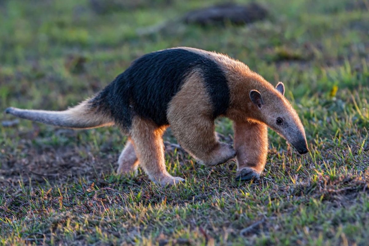 Mais de 3 mil animais silvestres foram resgatados na Bahia no primeiro semestre de 2024