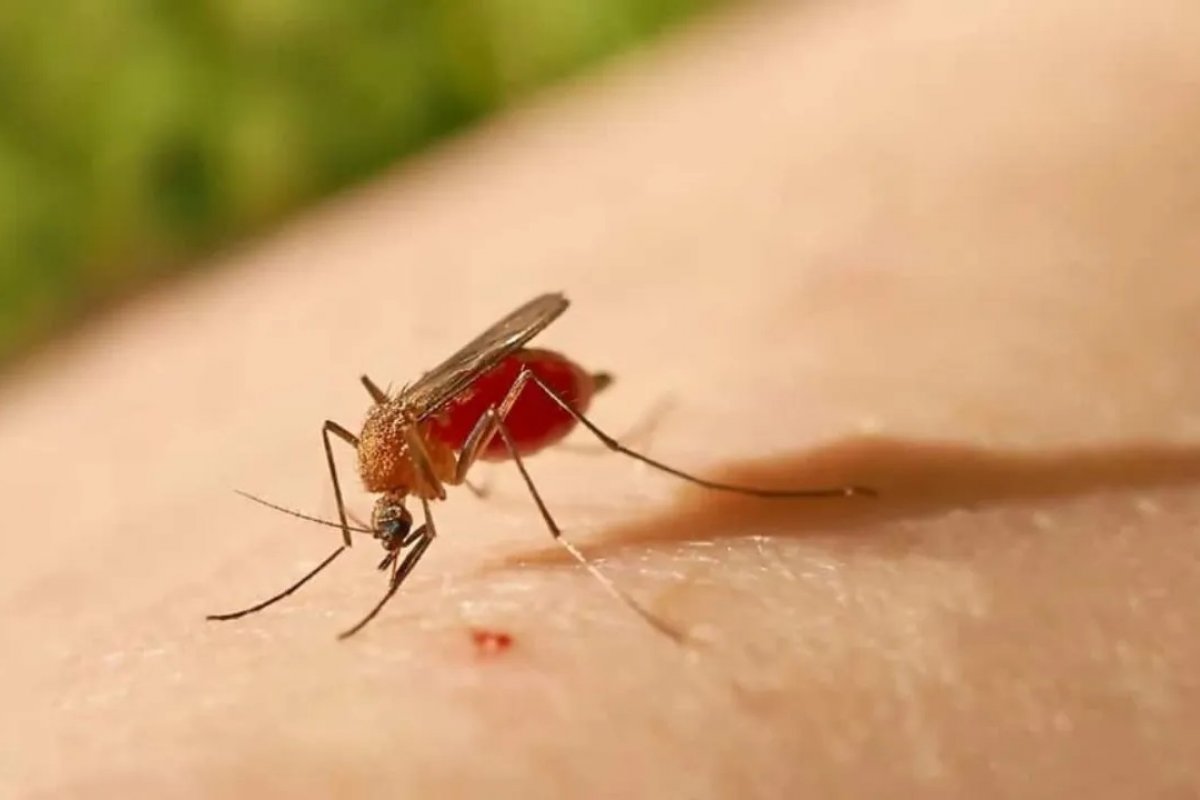 Saúde publica nota técnica com orientações para monitoramento de anomalia congênita causada por oropouche