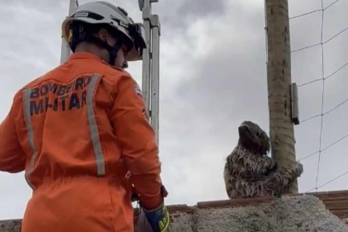 Corpo de Bombeiros resgata bicho-preguiça no extremo sul da Bahia
