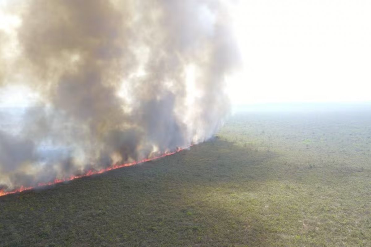 Quase metade dos municípios brasileiros perdeu vegetação nos últimos 15 anos