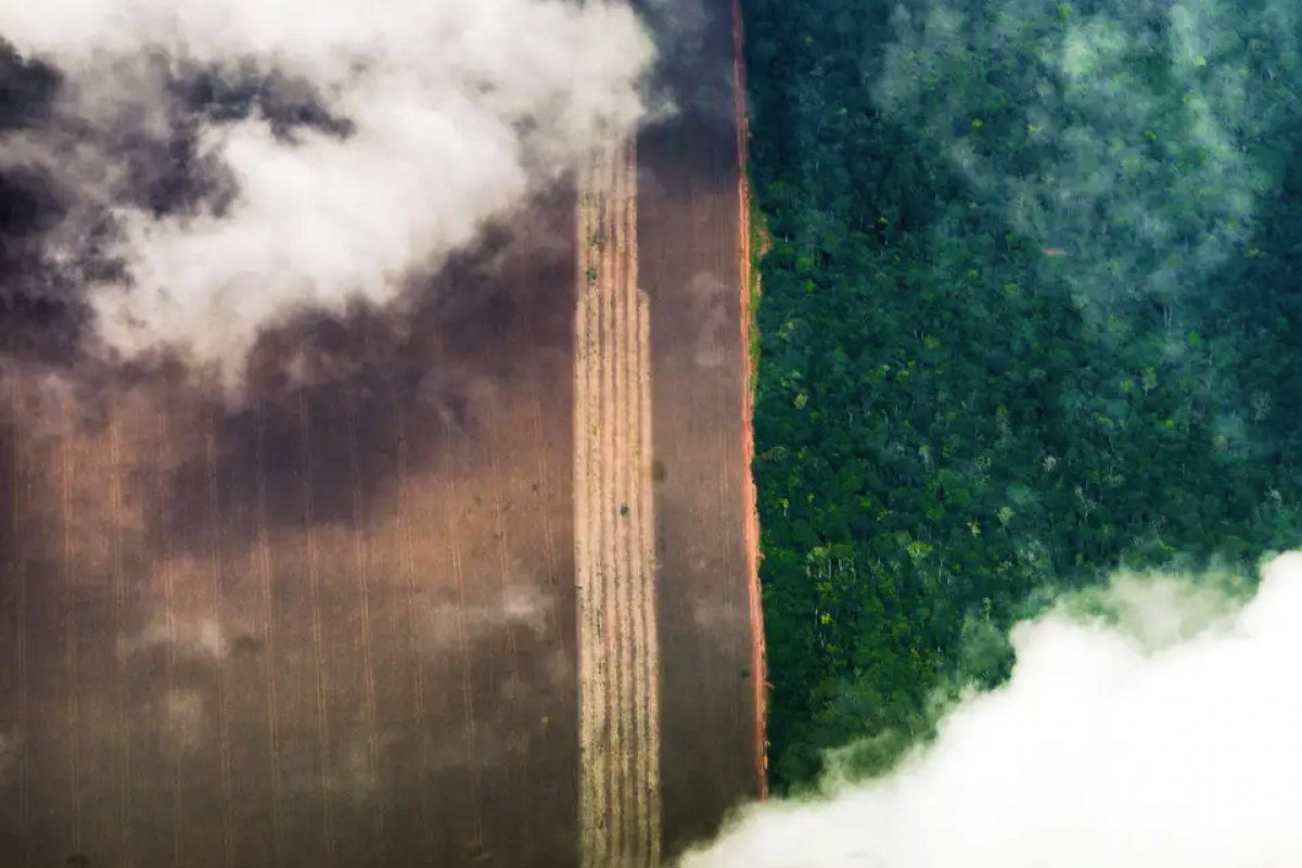 Brasil desmatou 33% de toda vegetação nativa, segundo MapBiomas