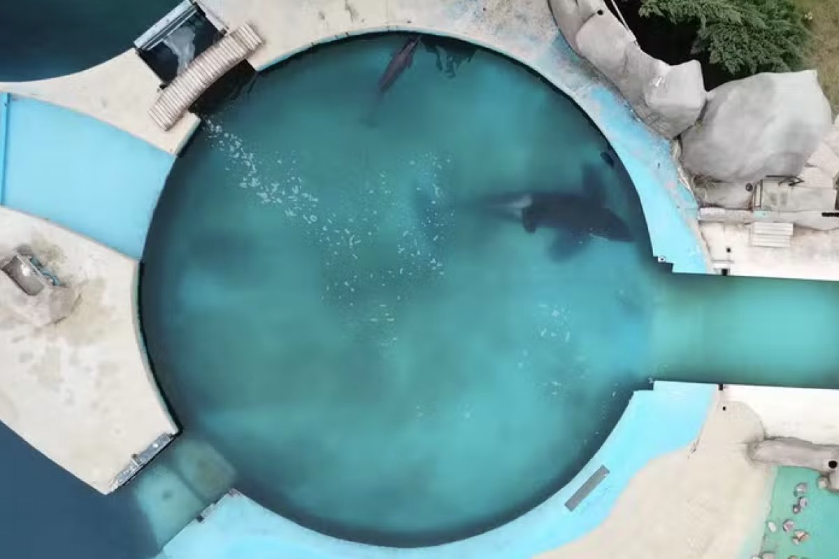 Vídeo: Na Argentina, 'Orca mais solitária do mundo' é filmada quase imóvel por 24 horas em tanque