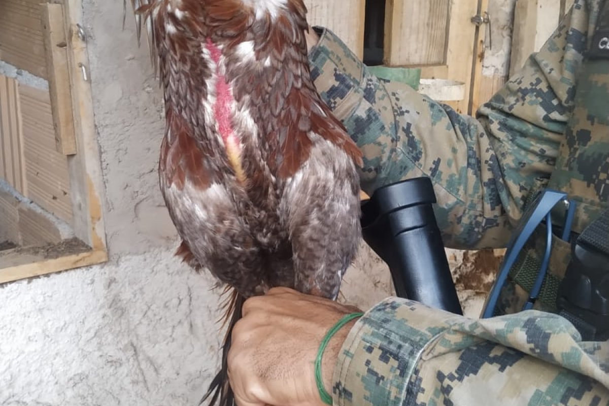 Criatório para rinha de galos é desarticulado em Porto Seguro