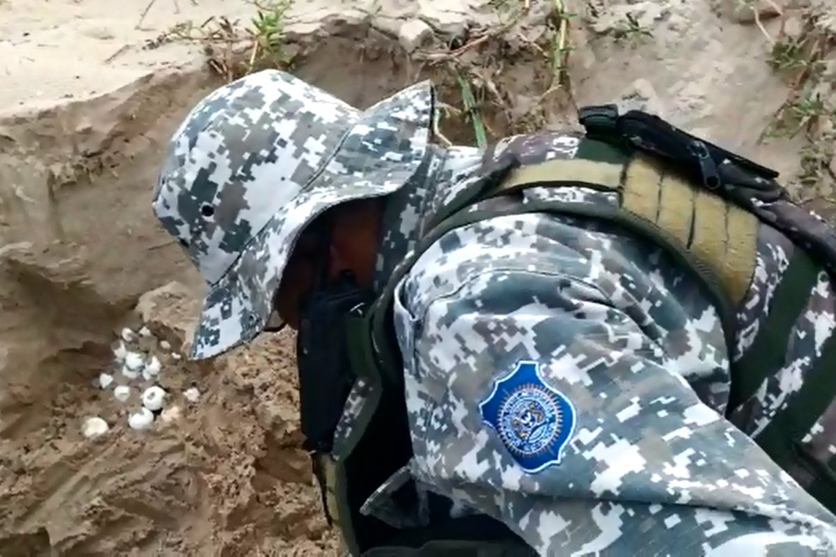 Mais de 100 ovos de tartarugas marinhas são recolhidas em praia de Salvador