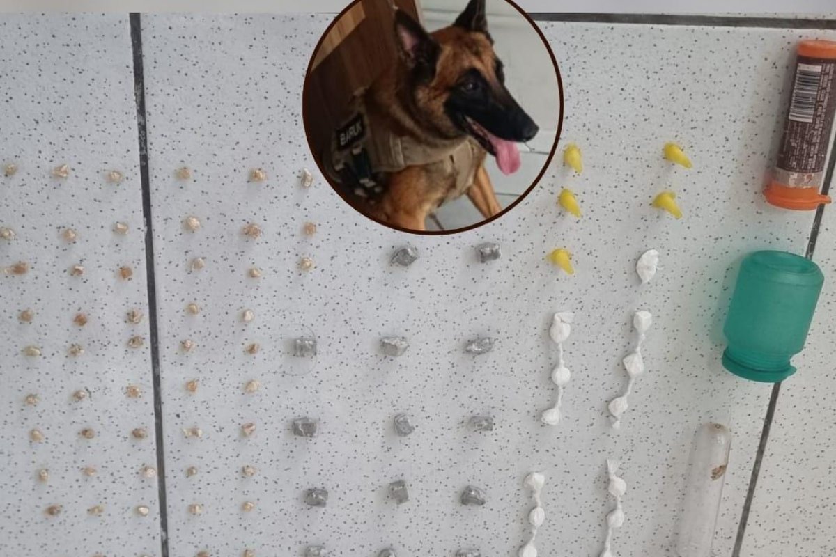 Porto Seguro: cão policial encontra drogas na orla