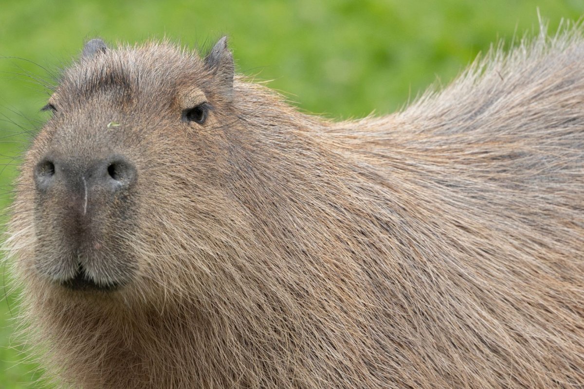 Descubra a biodiversidade única do Pantanal: maior planície alagável do mundo!
