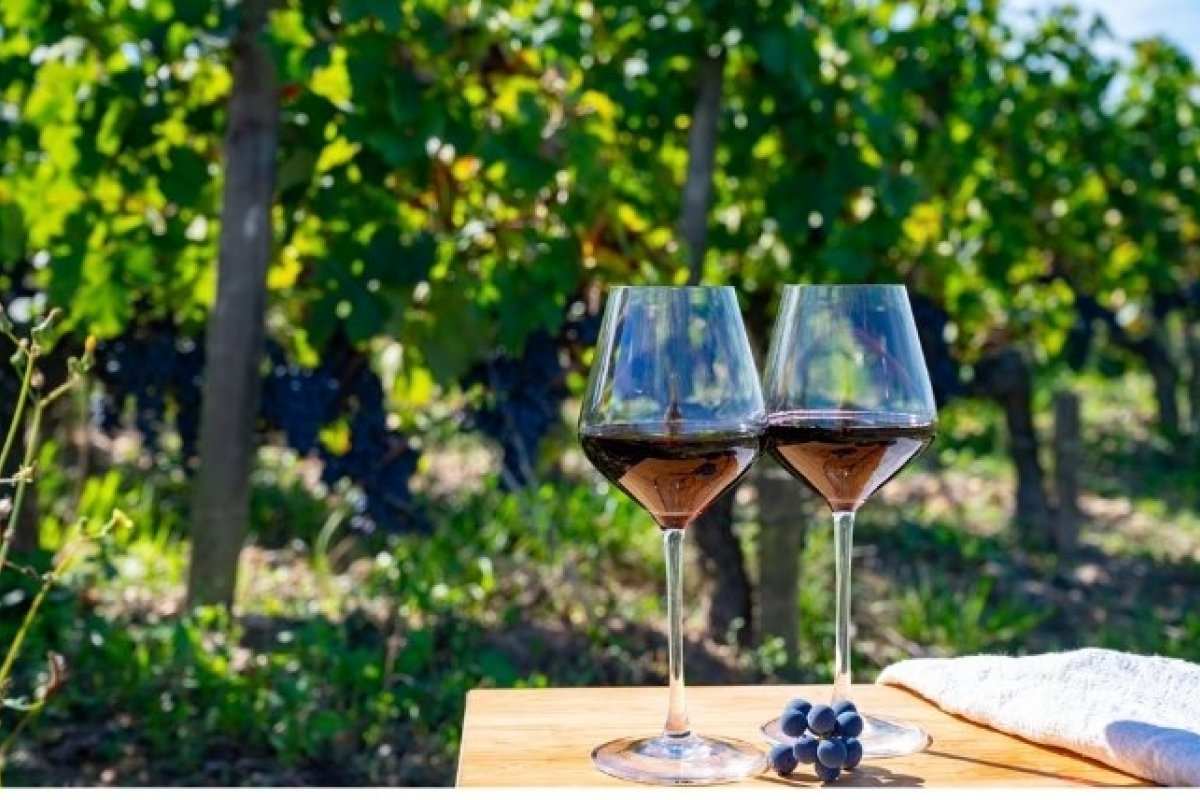 Cinco razões para amar a uva Cabernet Sauvignon!