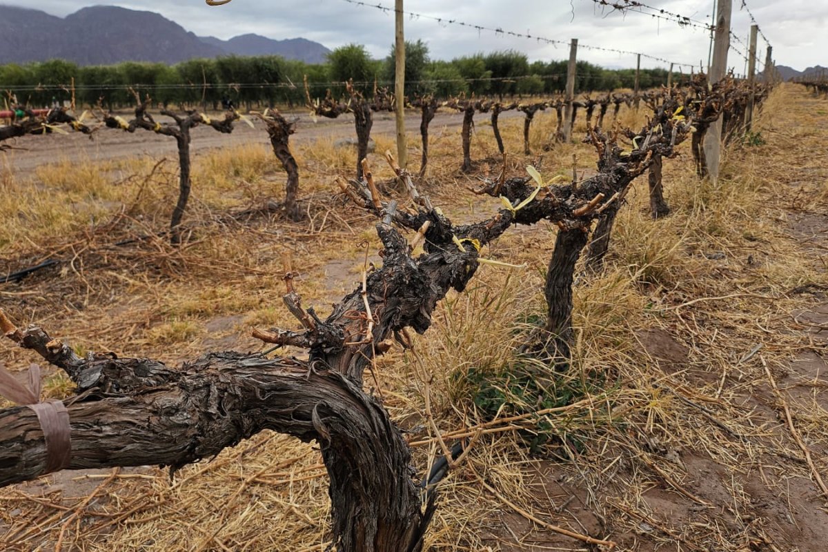 Brasileiros garimpam vinhos diferenciados em vinícolas argentinas!