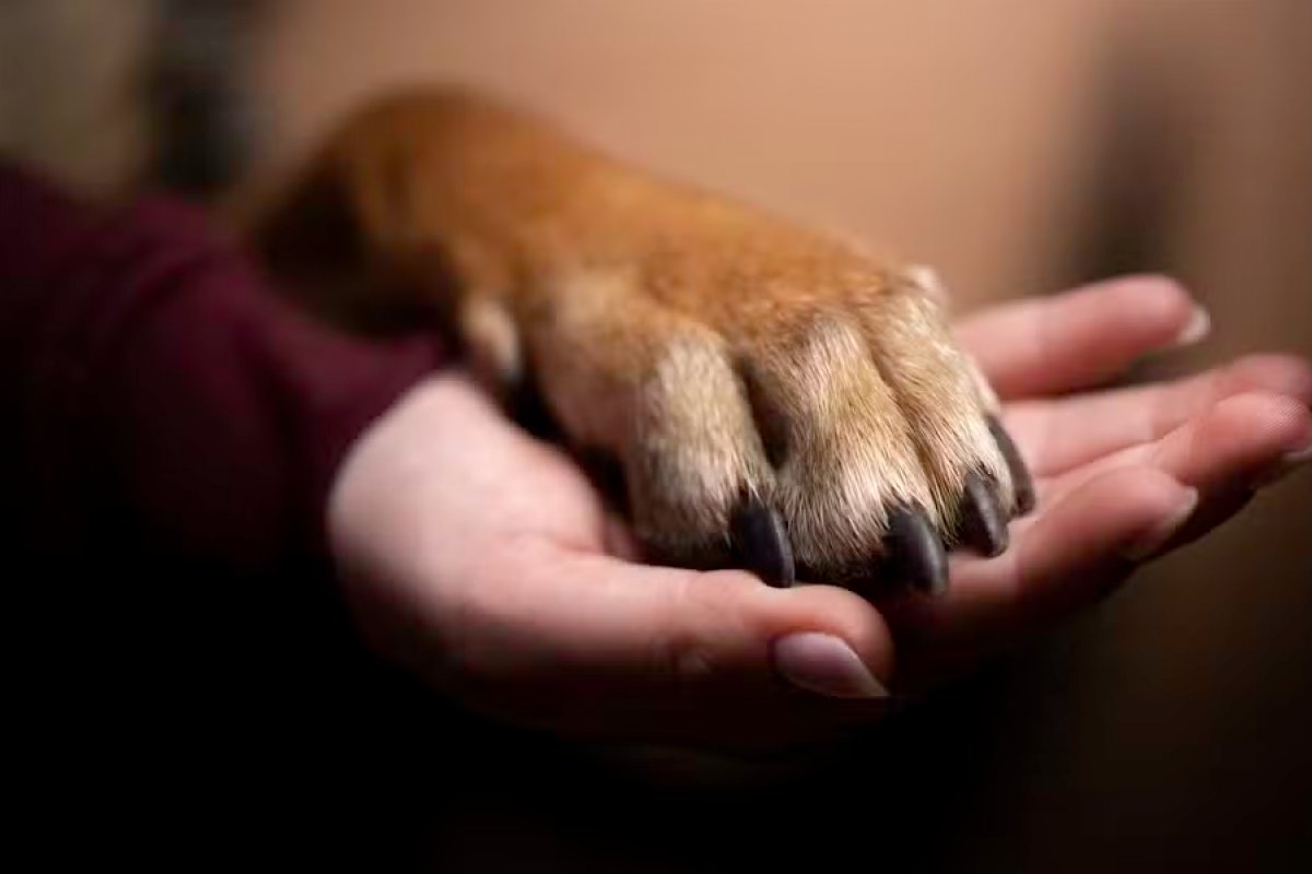 Mulher recebe direito a pensão alimentícia para cachorro em conselheiro Lafaiete