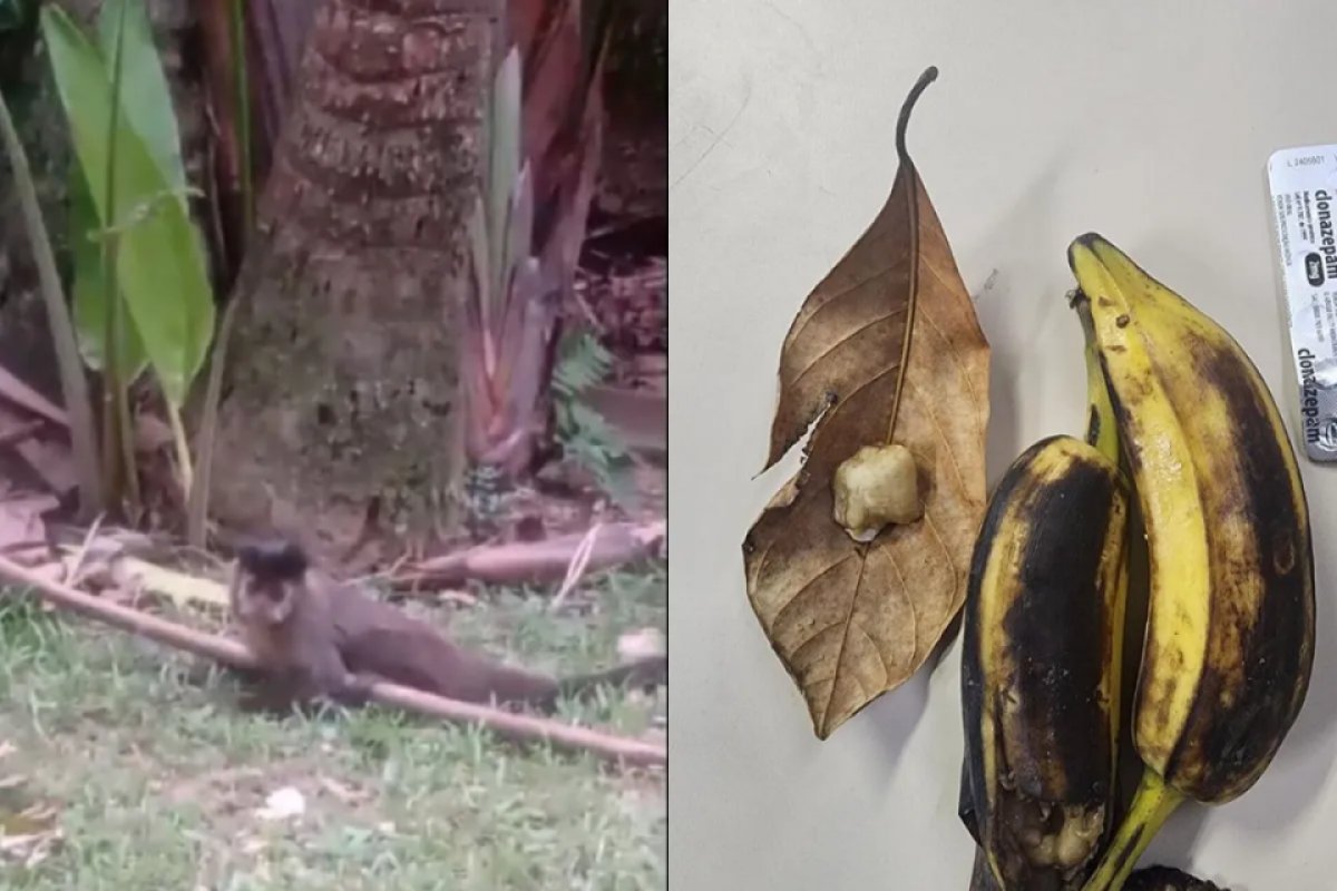 Casal é preso suspeito de dopar e tentar raptar macacos no Rio