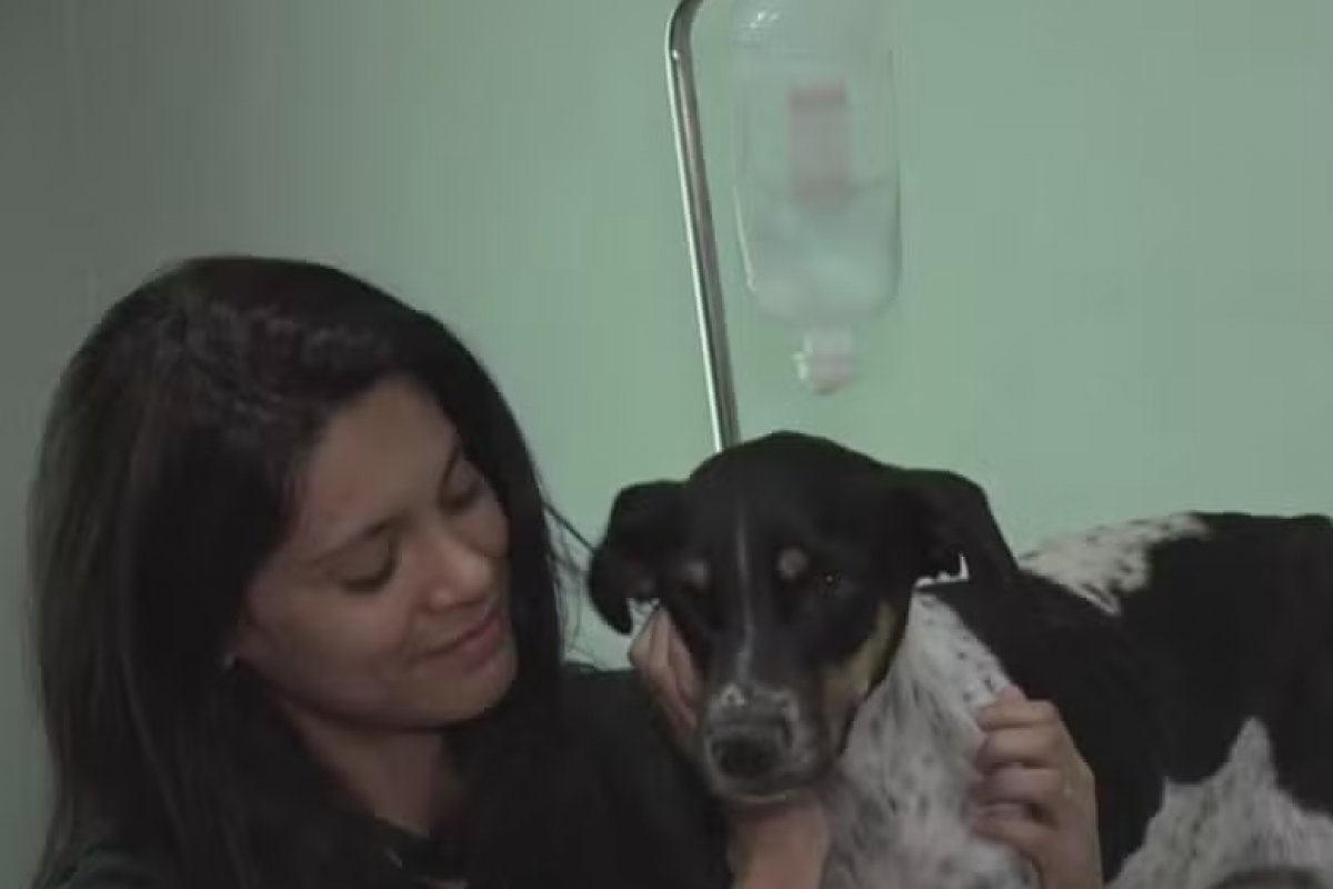 Em pouco mais de um mês, pelo menos 100 cães morreram de cinomose na Bahia