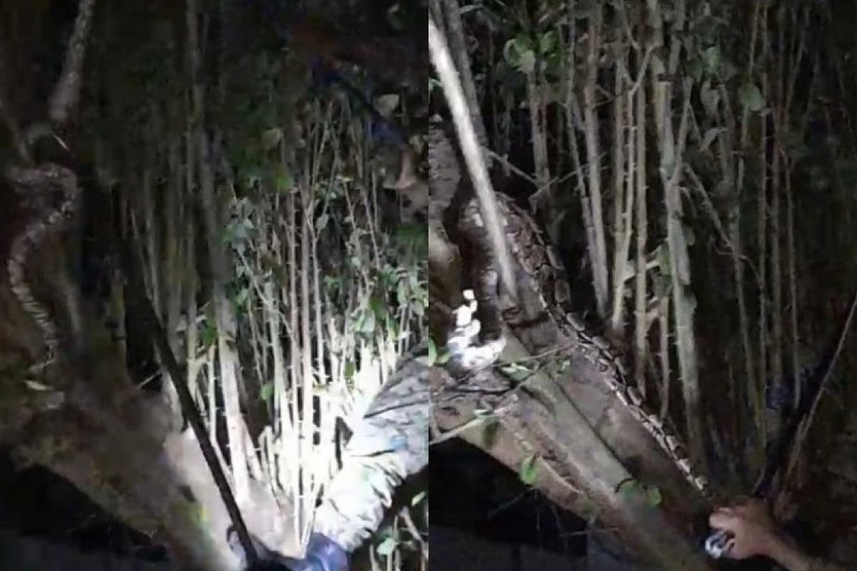 PM resgata jiboia em condomínio no bairro da Pituba