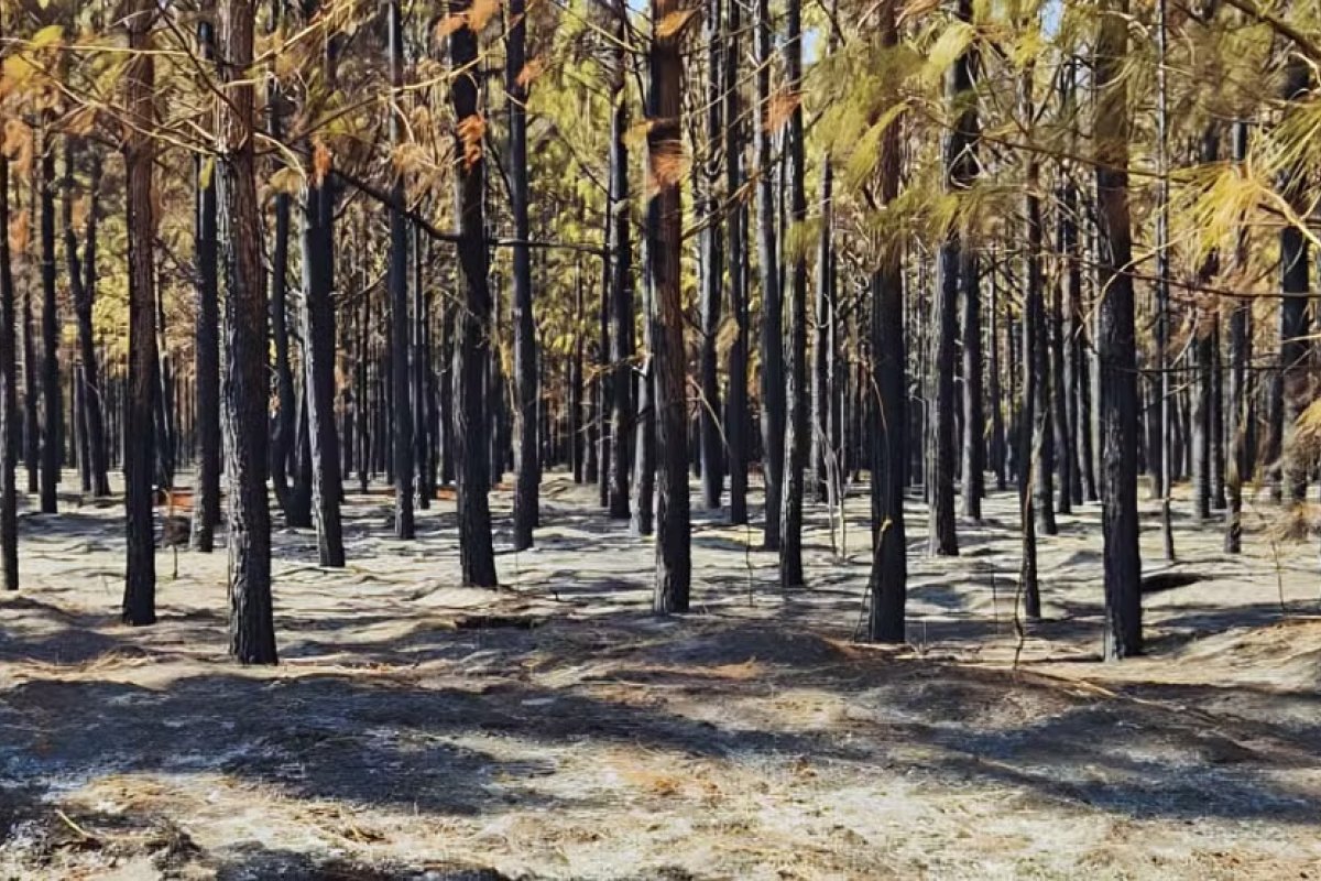 'Floresta de lápis de cor' da Faber-Castell é atingida por incêndio em MG