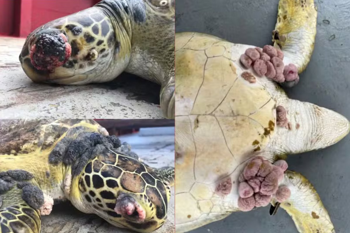 Pescadores encontram animais doentes e deformados no ES onde passou lama do desastre de Mariana