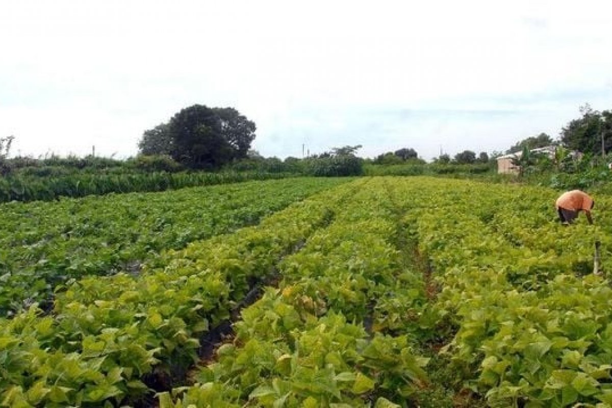 Apesar de recorde na produção de grãos, valor da agricultura baiana tem queda de 6,0% entre 2022 e 2023