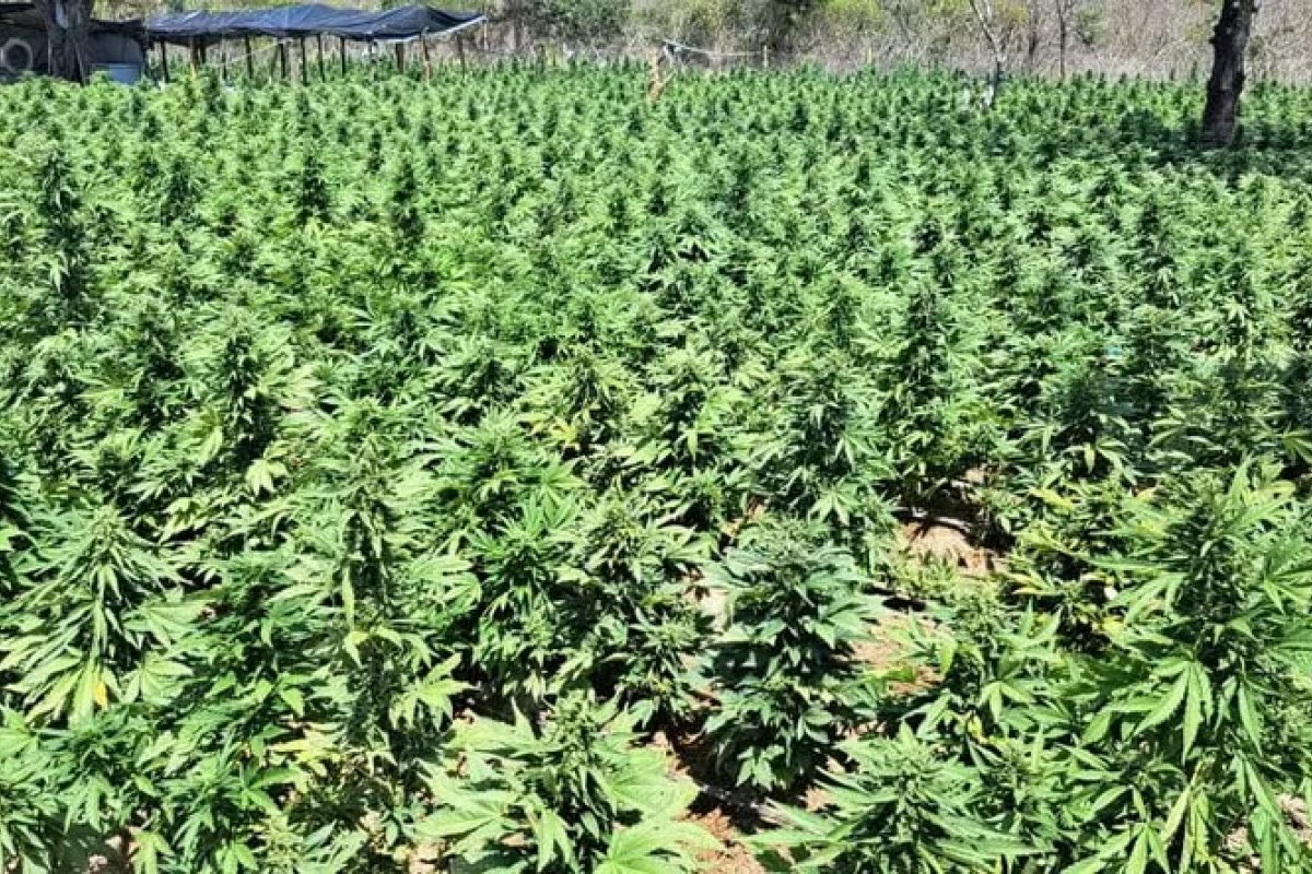 PF e PM desmontam laboratório de maconha que funcionava como indústria na Bahia; local tinha um sistema de irrigação