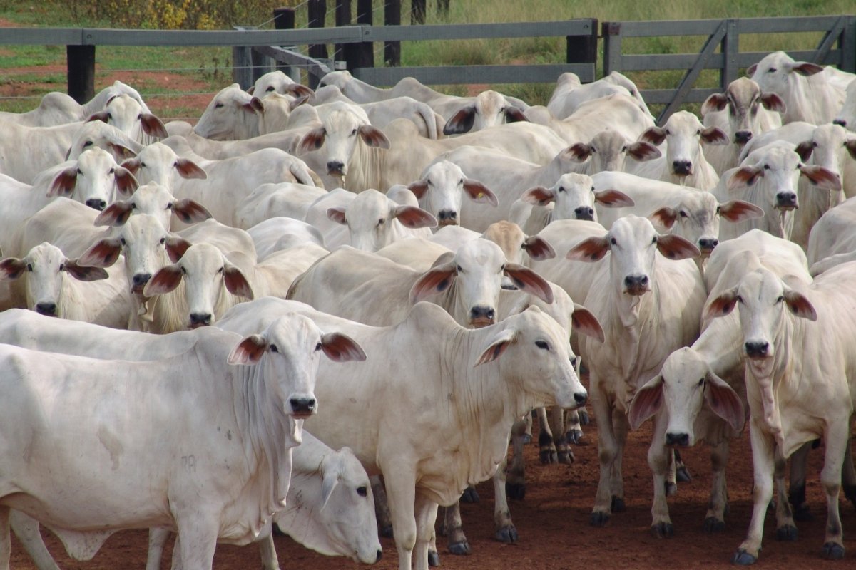 Rebanhos bovino e ovino e produção de ovos bateram recordes históricos na Bahia, em 2023