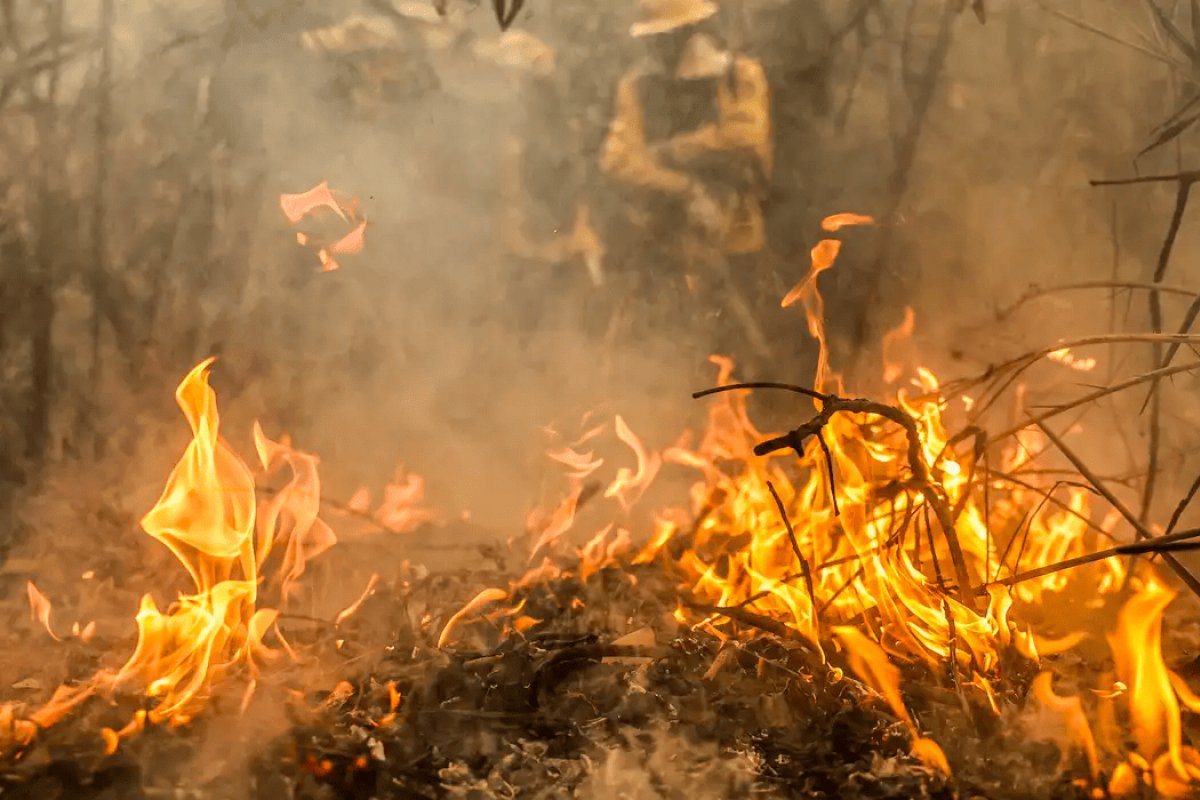 Sem Lula, Rui Costa se reúne com governadores para discutir combate às queimadas