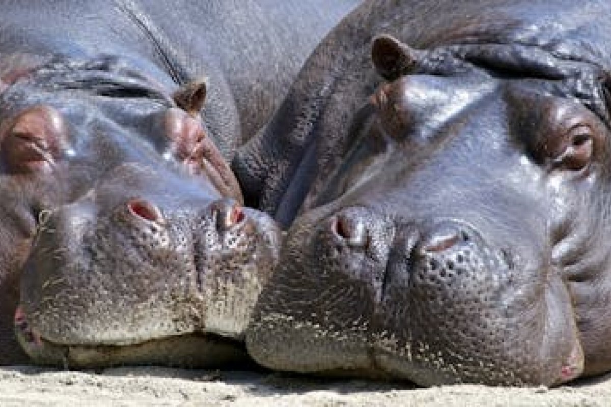 Hipopótamo com mais de duas toneladas é novo morador do Zoológico de Salvador