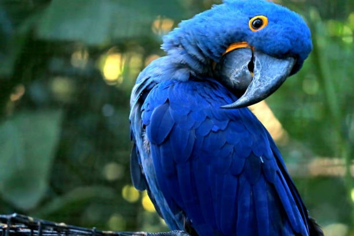 Arara-azul-de-lear é exibida ao público pela 1ª vez em SP; espécie se encontra ameaçada de extinção