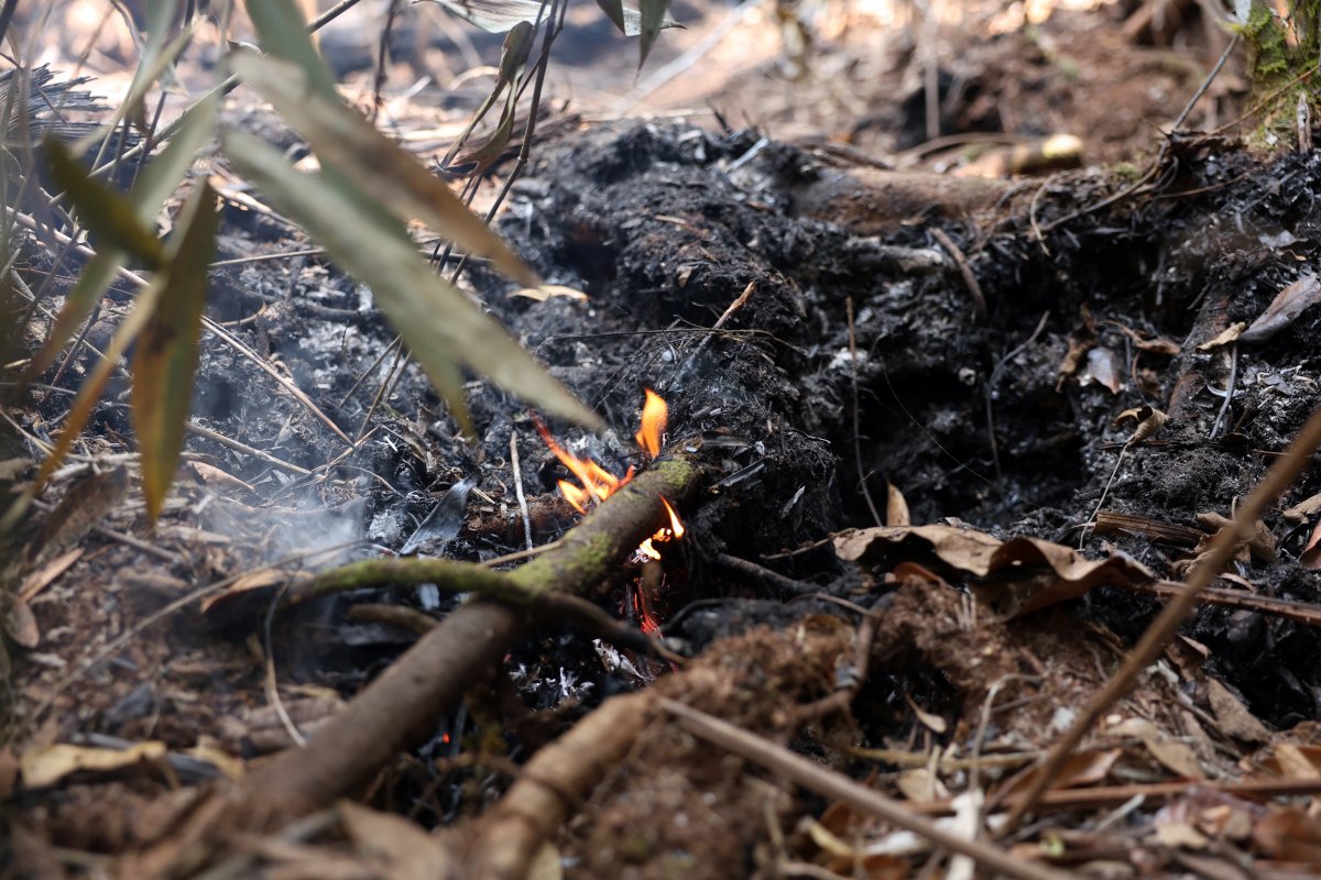 Incêndios na amazônia e no pantanal disparam emissões de carbono do Brasil