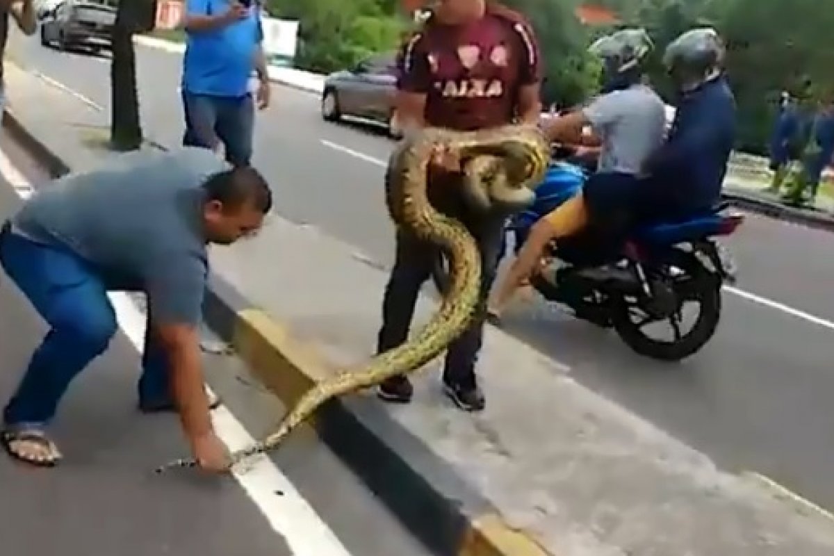 Sucuri de cinco metros é resgatada "na mão" enquanto tentava atravessar via
