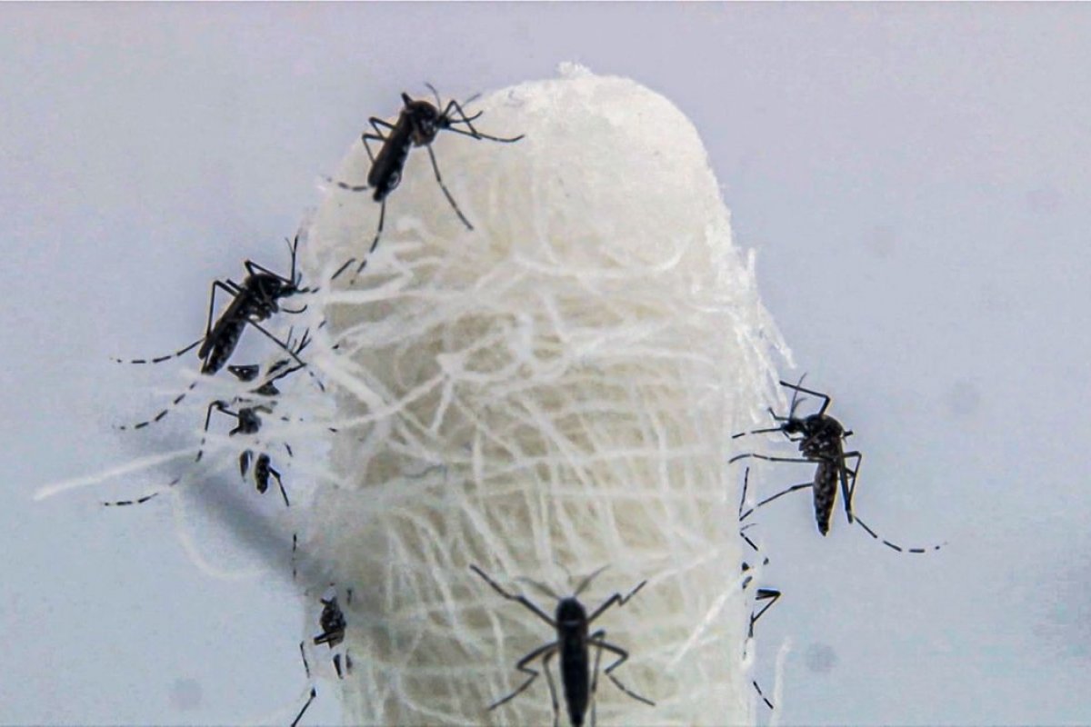 Apenas 28% do público de 11 a 14 anos já recebeu a segunda dose contra dengue, segundo Ministério da Saúde