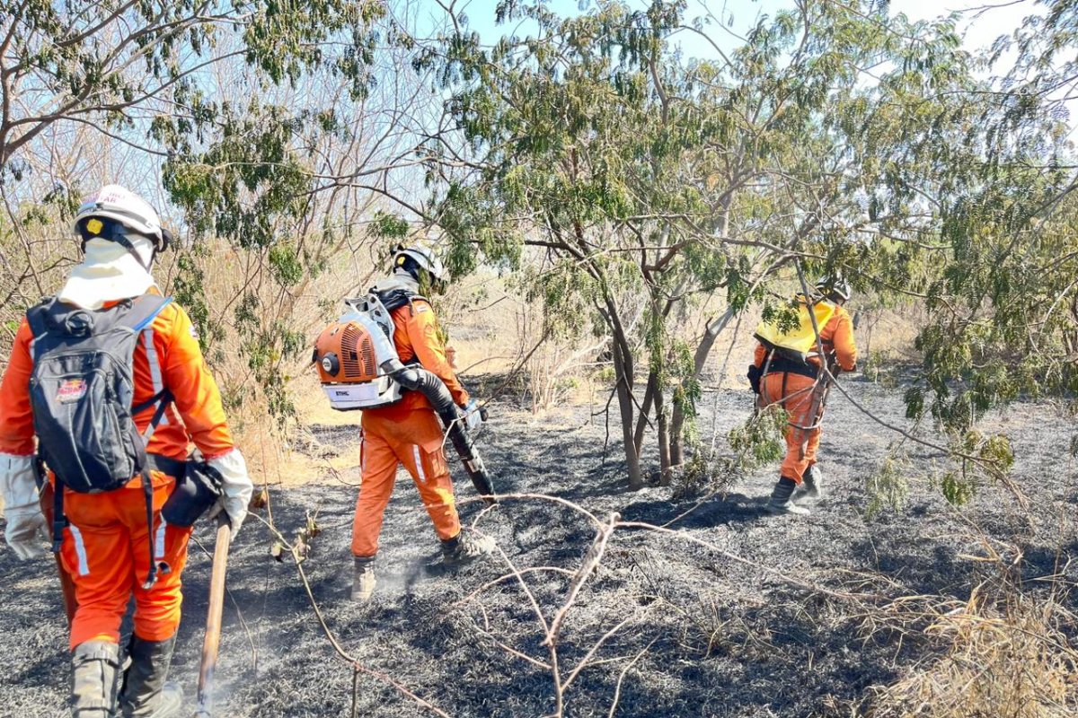 Doze cidades baianas registram incêndios florestais neste fim de semana