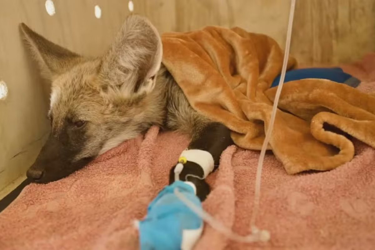 Filhote de lobo-guará é resgatado em incêndio florestal na Bahia; animal sofreu queimaduras graves nas patas