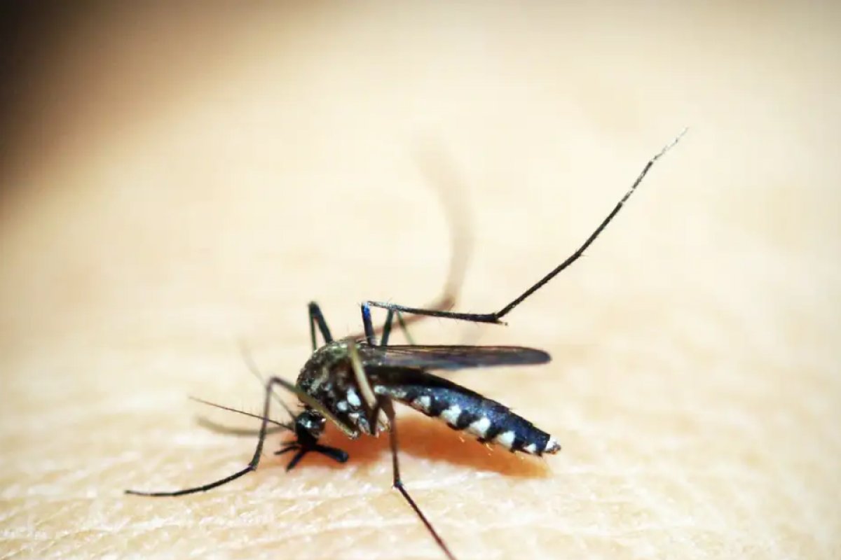 OMS lança plano de combate à dengue com custo estimado de R$ 301 milhões