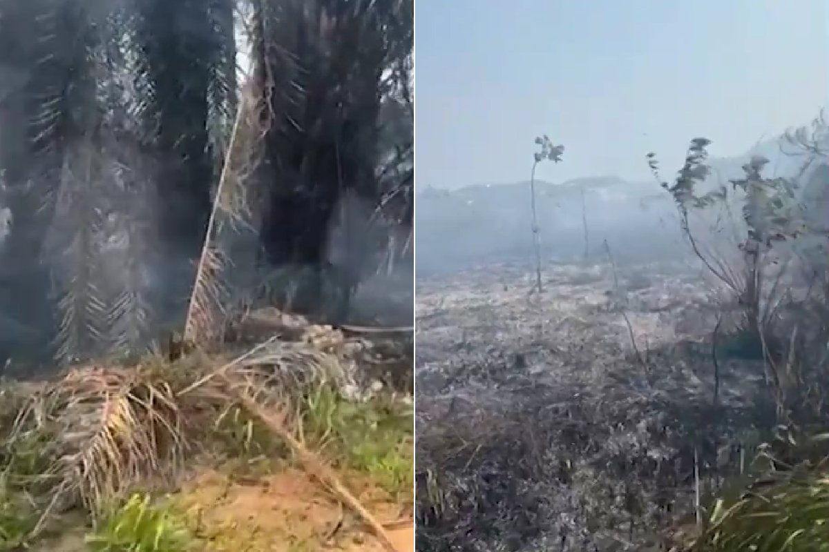Incêndio atinge reserva indígena na RMS e causa mortes de cobras, gaviões e corujas