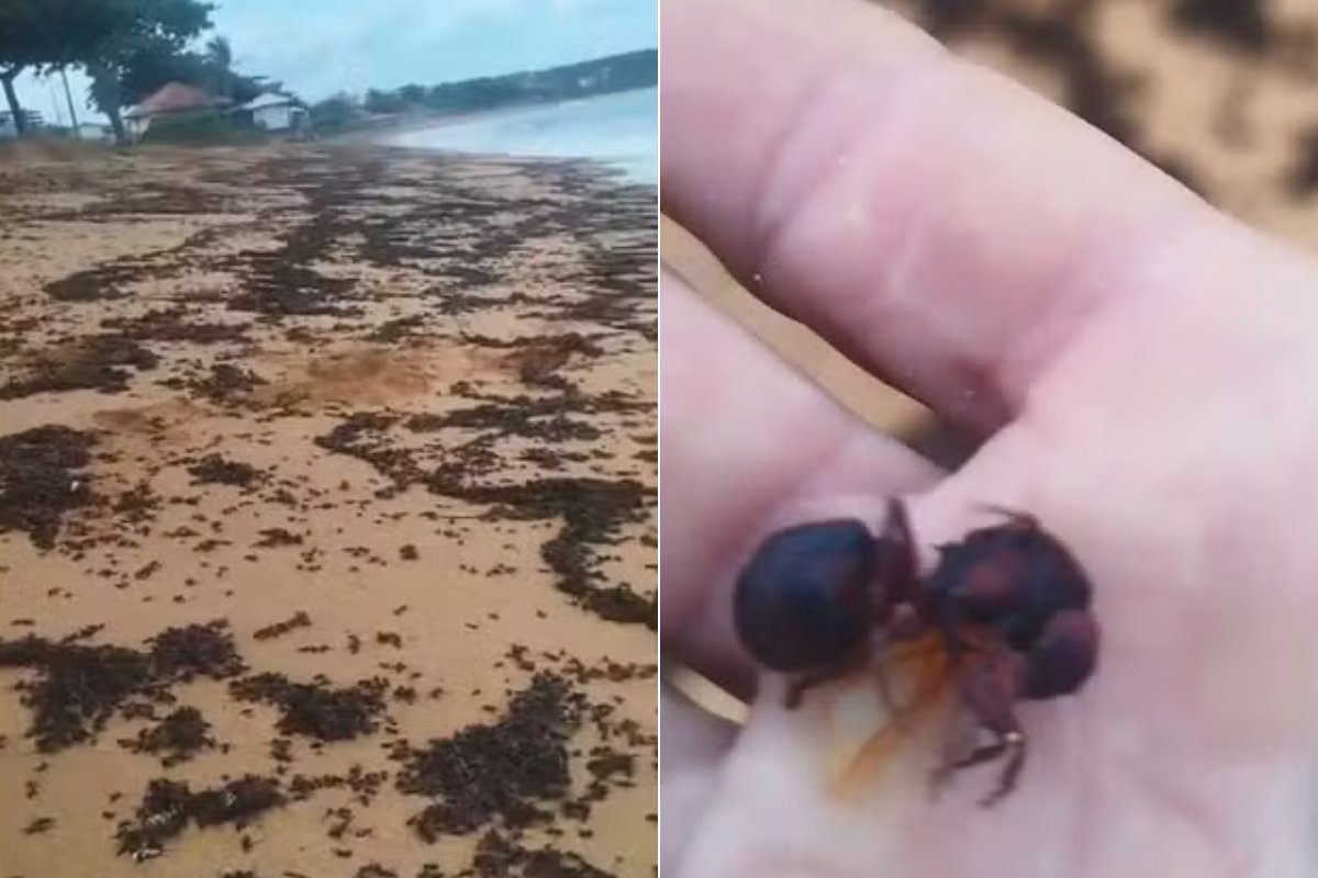 Vídeo: formigas tanajuras são encontradas mortas na faixa de areia de praia no ES