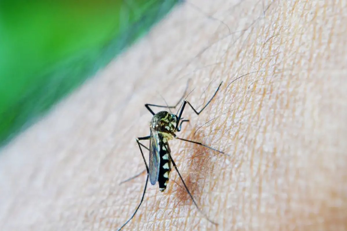 Dengue aumentou 400% no Brasil em 2024 em comparação ao ano passado