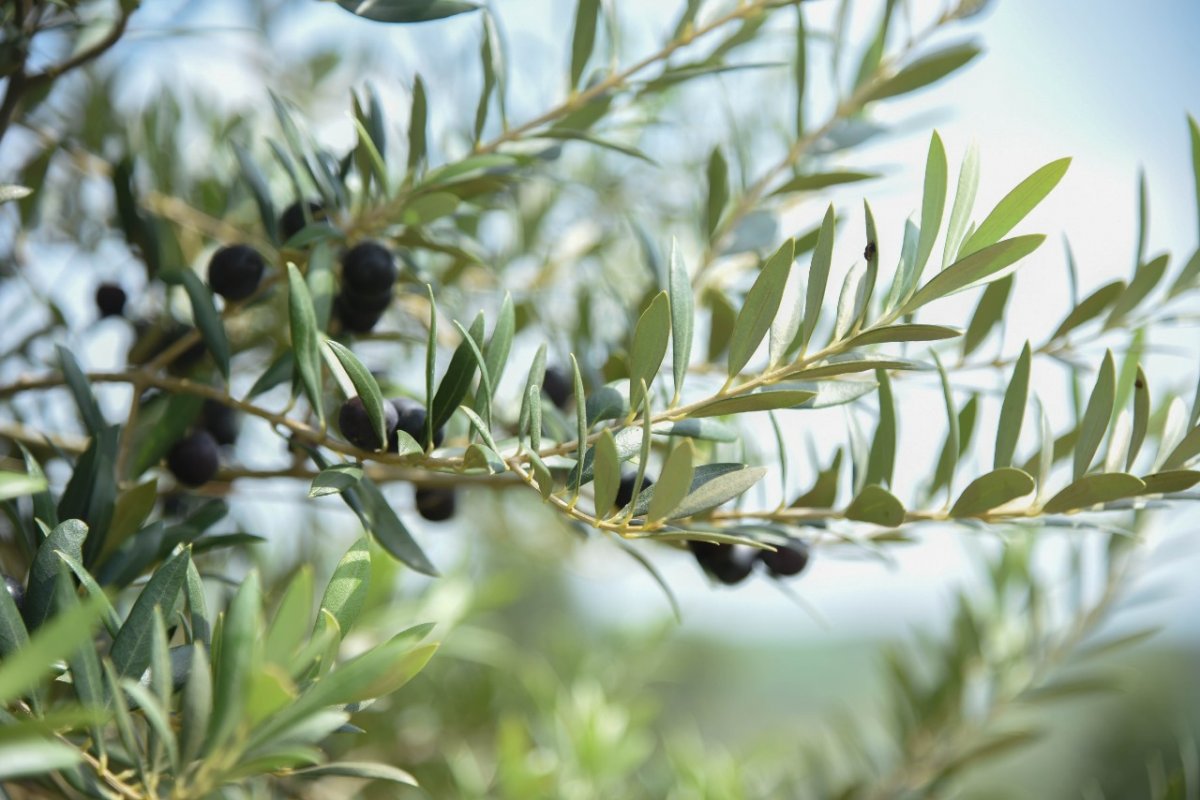 Azeite extravirgem brasileiro está entre os 100 melhores do mundo