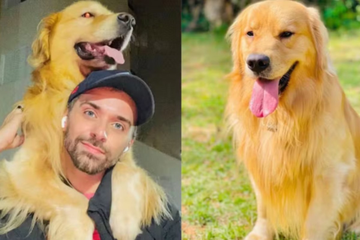 Justiça de São Paulo arquiva caso sobre morte do cachorro Joca durante voo da Gol