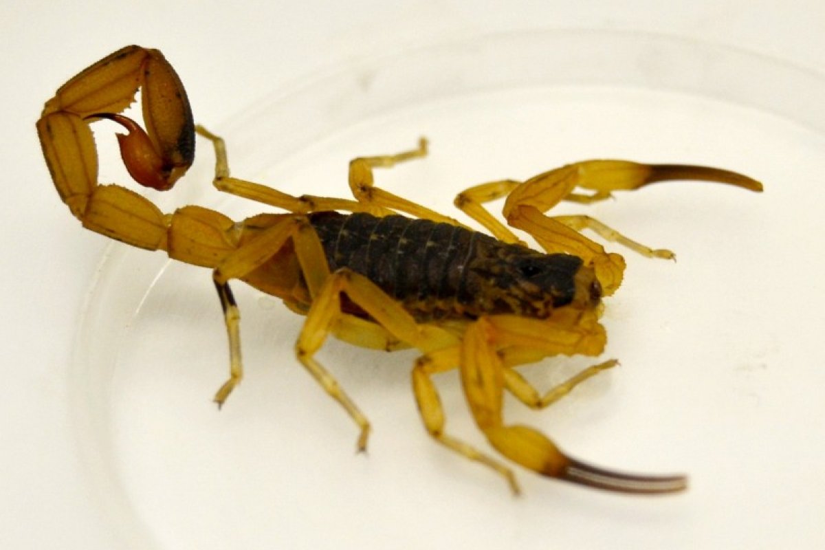 O outro lado dos escorpiões: peçonha pode ajudar no avanço da ciência!