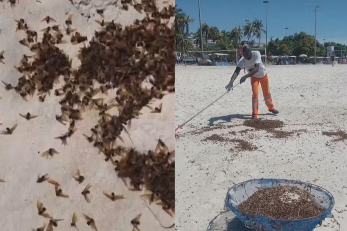 Milhares de formigas tanajuras aparecem mortas em praias do Rio e Região Metropolitana