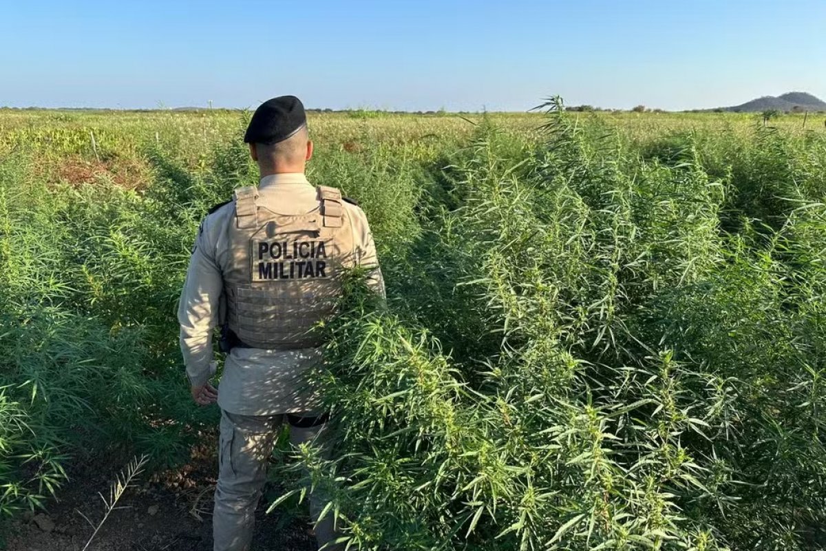 Mais de 10 mil pés de maconha são destruídos por operação policial no norte da Bahia