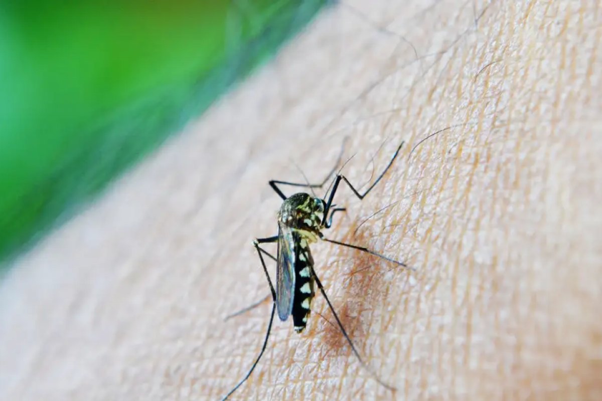 Medicamento oral contra dengue será testado em humanos no Brasil