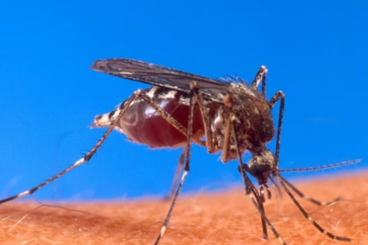 Prevenção contra dengue, zika e chikungunya deve ir além do 'evite água parada', diz Unicef