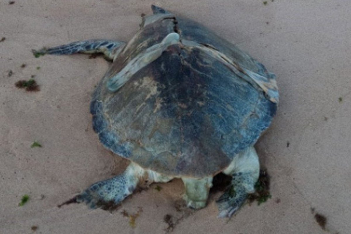 Tartaruga é encontrada morta em praia de Salvador